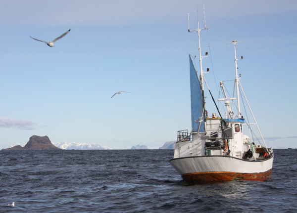 qualita merluzzo isole lofoten