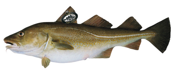 merluzzo Skrei norvegese di alta qualità