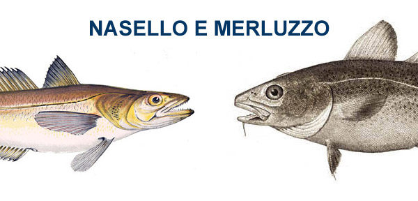 differenza tra nasello e merluzzo